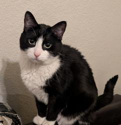 Lost Male Cat last seen Bell Road and 19th Avenue , Phoenix, AZ 85023
