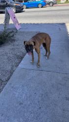 Found/Stray Female Dog last seen North of Highland Ave , San Bernardino, CA 92404