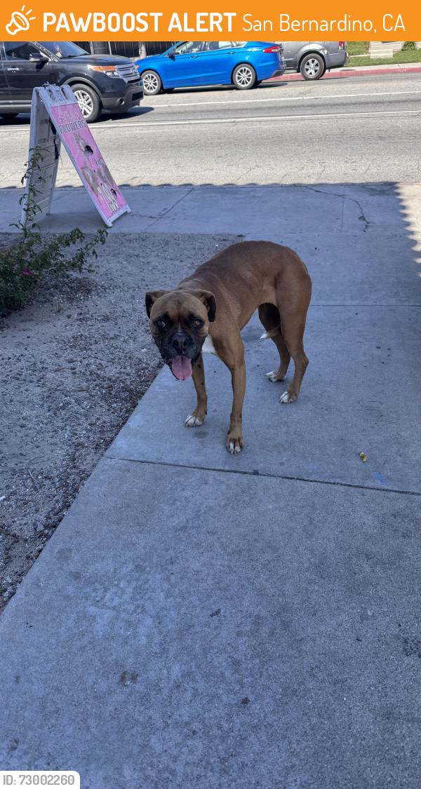 Found/Stray Female Dog last seen North of Highland Ave , San Bernardino, CA 92404