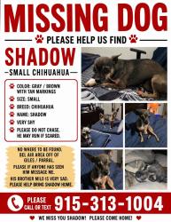 Reunited Male Dog last seen Giles, El Paso, TX 79915