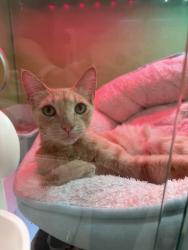 Found/Stray Male Cat last seen Jack London Square, Oakland, CA 94607
