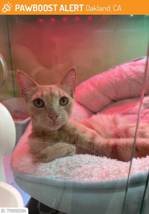Found/Stray Male Cat last seen Jack London Square, Oakland, CA 94607