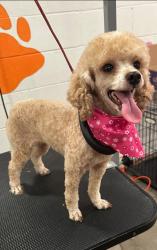 Lost Female Dog last seen Hammerstein Rd / Dogwood Ridge Wheelersburg, Ohio, Wheelersburg, OH 45694