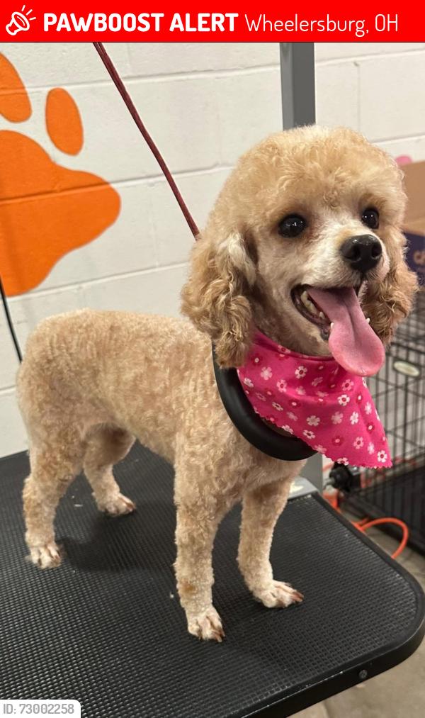 Lost Female Dog last seen Hammerstein Rd / Dogwood Ridge Wheelersburg, Ohio, Wheelersburg, OH 45694