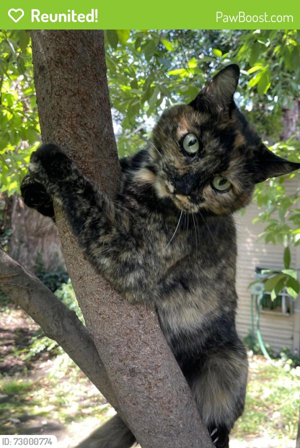 Reunited Female Cat last seen Penniman and 35th, Oakland, CA 94602