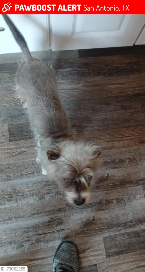 Lost Male Dog last seen Brad and W Lullwood, San Antonio, TX 78201