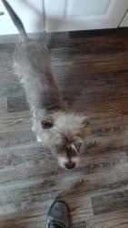 Lost Male Dog last seen Brad and W Lullwood, San Antonio, TX 78201