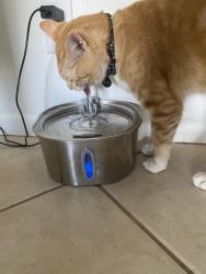 Reunited Male Cat last seen Sandy Ridge Sanctuary Park , Coral Springs, FL 33065