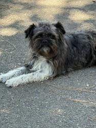 Found/Stray Unknown Dog last seen Norman Dr, Manteca, CA 95336