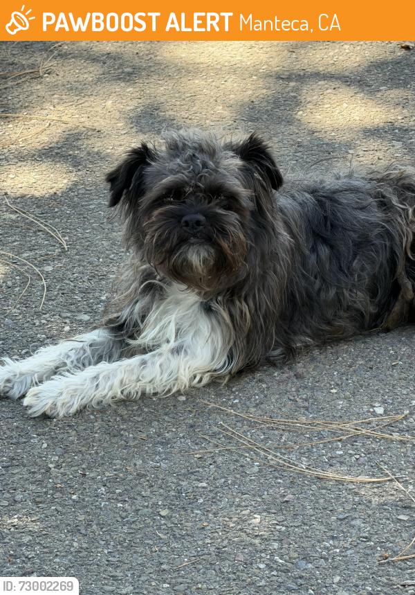Found/Stray Unknown Dog last seen Norman Dr, Manteca, CA 95336