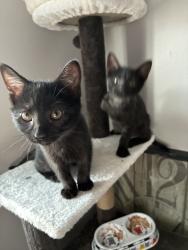 Lost Male Cat last seen Del norte, Denver, CO 80221