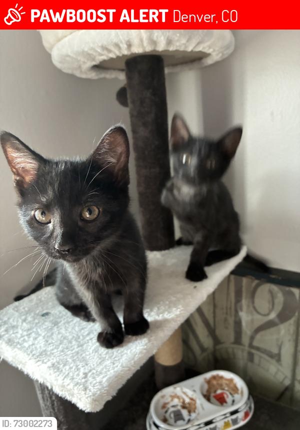 Lost Male Cat last seen Del norte, Denver, CO 80221