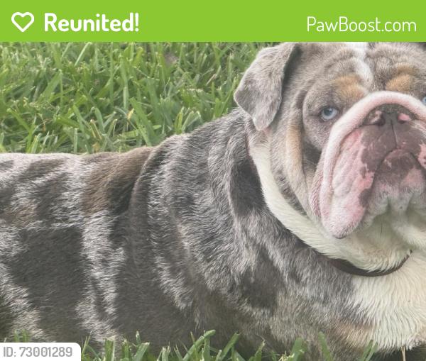 Reunited Male Dog last seen Crowned st, Groveland, FL 34736