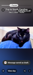 Reunited Female Cat last seen Waterville Dr & Wintergreen Ct, Columbia, SC 29229