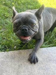Reunited Female Dog last seen Perris, CA, USA, Perris, CA 92572