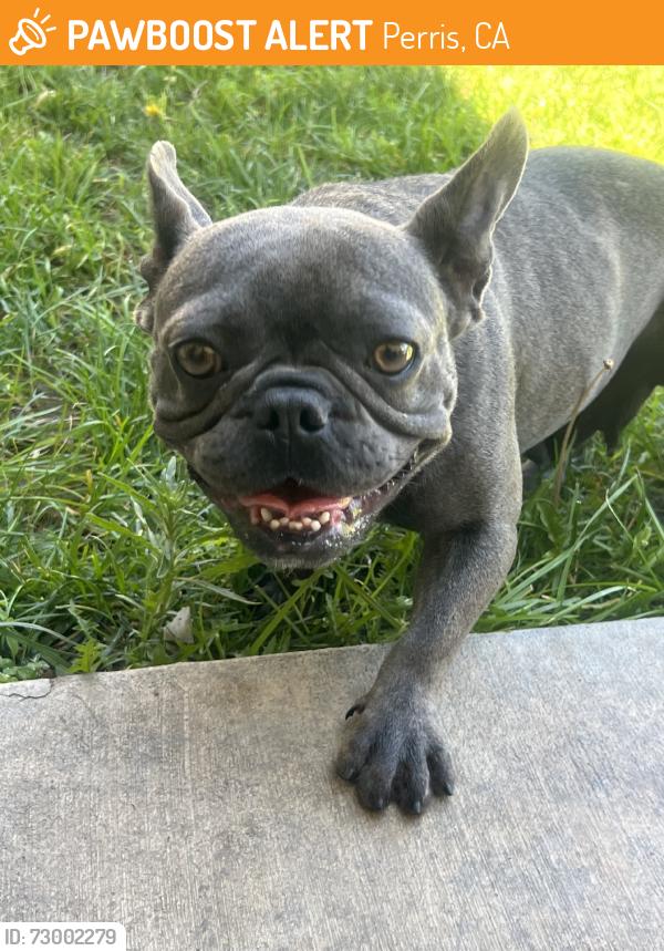 Found/Stray Female Dog last seen A Street, Perris, CA 92572