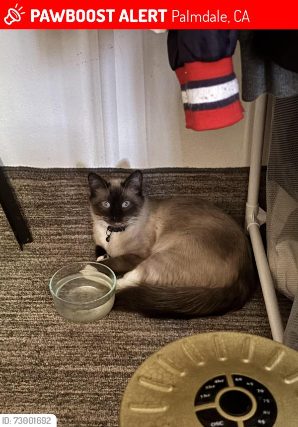 Lost Female Cat last seen Landon & Palmdale, Palmdale, CA 93550