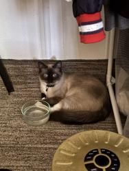 Lost Female Cat last seen Landon & Palmdale, Palmdale, CA 93550