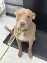 Shelter Stray Male Dog last seen Near Camp Creek Pkwy, East Point, GA, 1251 Fulton Industrial Blvd NW, Atlanta, GA 30336, USA