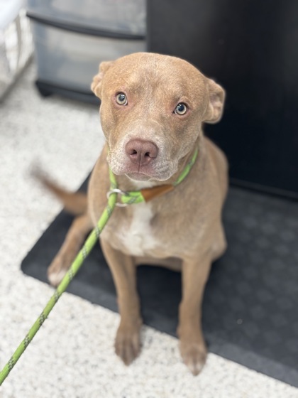 Shelter Stray Male Dog last seen Near Camp Creek Pkwy, East Point, GA, 1251 Fulton Industrial Blvd NW, Atlanta, GA 30336, USA