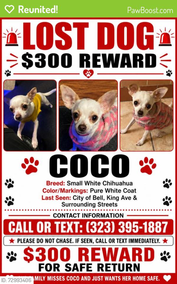 Reunited Female Dog last seen Brompton Ave, Bell, CA 90201, USA, Bell, CA 90201