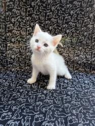 Shelter Stray Male Cat last seen Lakeview Rd, Union City, GA, 1251 Fulton Industrial Blvd NW, Atlanta, GA 30336, USA