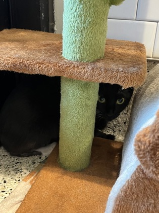 Shelter Stray Female Cat last seen Near North Ave, Atlanta, GA, 1251 Fulton Industrial Blvd NW, Atlanta, GA 30336, USA