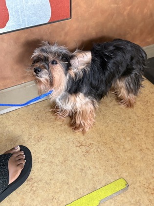 Shelter Stray Female Dog last seen Cedar Ridge Dr, Desoto, TX, 1150 E Pleasant Run Rd, Cedar Hill, TX 75104, USA