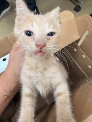 Shelter Stray Male Cat last seen Whitney St, Cedar Hill, TX, 1150 E Pleasant Run Rd, Cedar Hill, TX 75104, USA