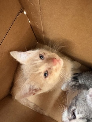 Shelter Stray Male Cat last seen Whitney St, Cedar Hill, TX, 1150 E Pleasant Run Rd, Cedar Hill, TX 75104, USA
