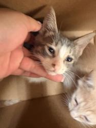 Shelter Stray Male Cat last seen Whitney St, Cedar Hill, TX, 1150 E Pleasant Run Rd, Cedar Hill, TX 75104, USA