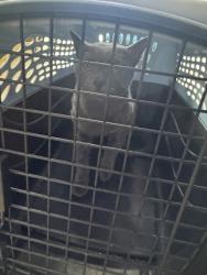 Shelter Stray Unknown Cat last seen Windmill Hill Lane, Desoto, TX, 1150 E Pleasant Run Rd, Cedar Hill, TX 75104, USA