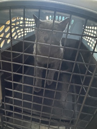 Shelter Stray Unknown Cat last seen Windmill Hill Lane, Desoto, TX, 1150 E Pleasant Run Rd, Cedar Hill, TX 75104, USA