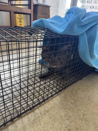 Shelter Stray Unknown Cat last seen Windmill Hill Lane, Desoto, TX, 1150 E Pleasant Run Rd, Cedar Hill, TX 75104, USA