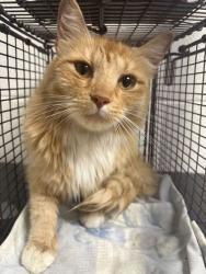 Shelter Stray Female Cat last seen Near Thorn Grove Pike, Knox County GP, TN, 3201 Division St, Knoxville, TN 37919, USA