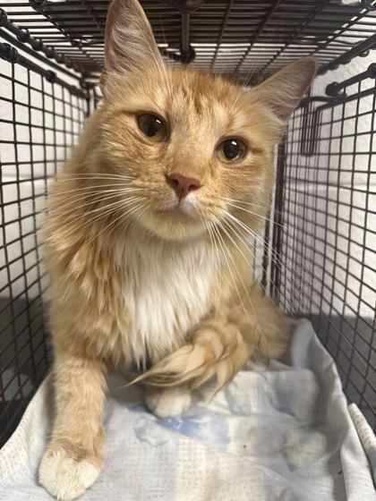 Shelter Stray Female Cat last seen Near Thorn Grove Pike, Knox County GP, TN, 3201 Division St, Knoxville, TN 37919, USA