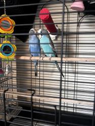 Lost Female Bird last seen Middleport pottery, Stoke-on-Trent, England ST6