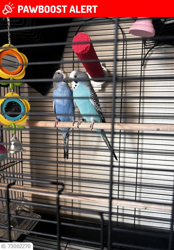 Lost Female Bird last seen Middleport pottery, Stoke-on-Trent, England ST6