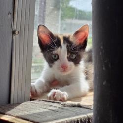 Shelter Stray Female Cat last seen Live Oak / Eisenhower, City of College Station, TX, 5359 Leonard Rd, Bryan, TX 77807, USA