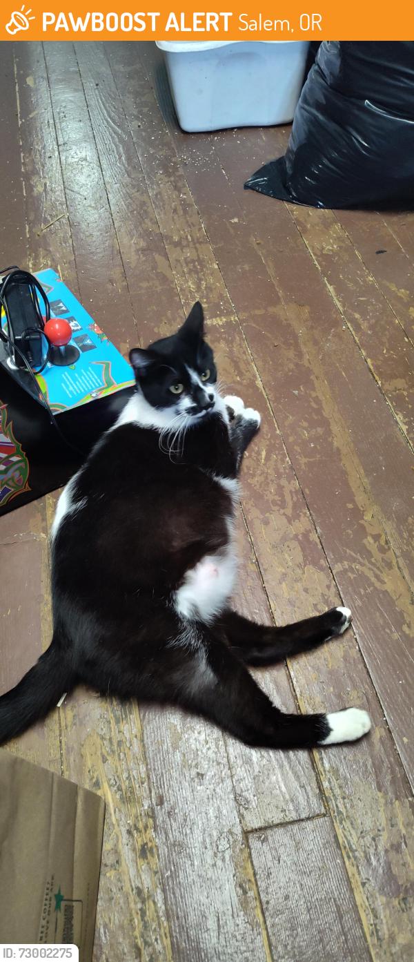 Found/Stray Female Cat last seen 25th and state Street , Salem, OR 97301