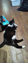 Found/Stray Female Cat last seen 25th and state Street, Salem, OR 97301