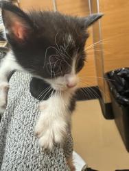 Shelter Stray Female Cat last seen Near Chamblee Dunwoody Rd, Chamblee, GA 30341, 30341, GA, 3280 Chamblee Dunwoody Rd, Chamblee, GA 30341, USA