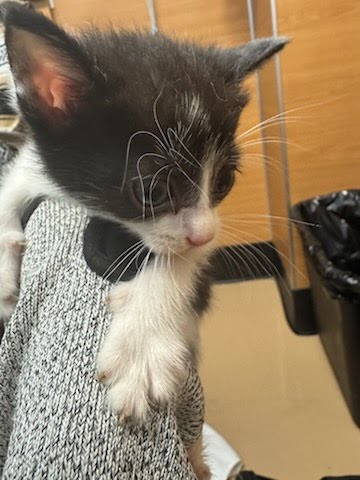 Shelter Stray Female Cat last seen Near Chamblee Dunwoody Rd, Chamblee, GA 30341, 30341, GA, 3280 Chamblee Dunwoody Rd, Chamblee, GA 30341, USA