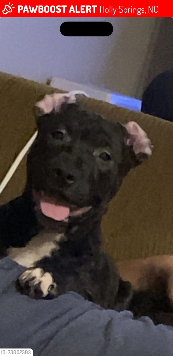 Lost Female Dog last seen Ball road nc , Holly Springs, NC 27540