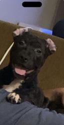 Lost Female Dog last seen Ball road nc , Holly Springs, NC 27540