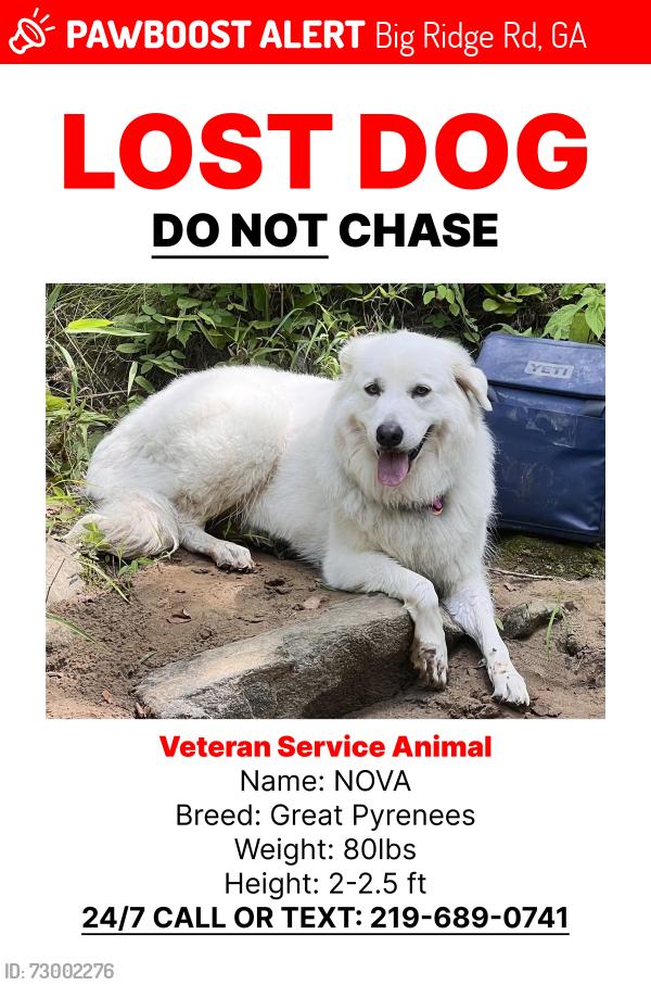 Lost Female Dog last seen Talking rock creek, Big Ridge Rd, GA 30734