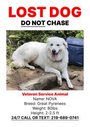 Lost Female Dog last seen Talking rock creek, Big Ridge Rd, GA 30734