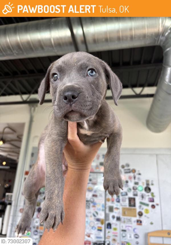 Found/Stray Male Dog last seen 8th and St. Louis, Tulsa, OK 74120