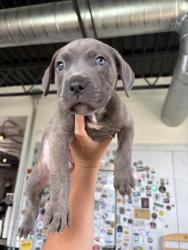 Found/Stray Male Dog last seen 8th and St. Louis, Tulsa, OK 74120
