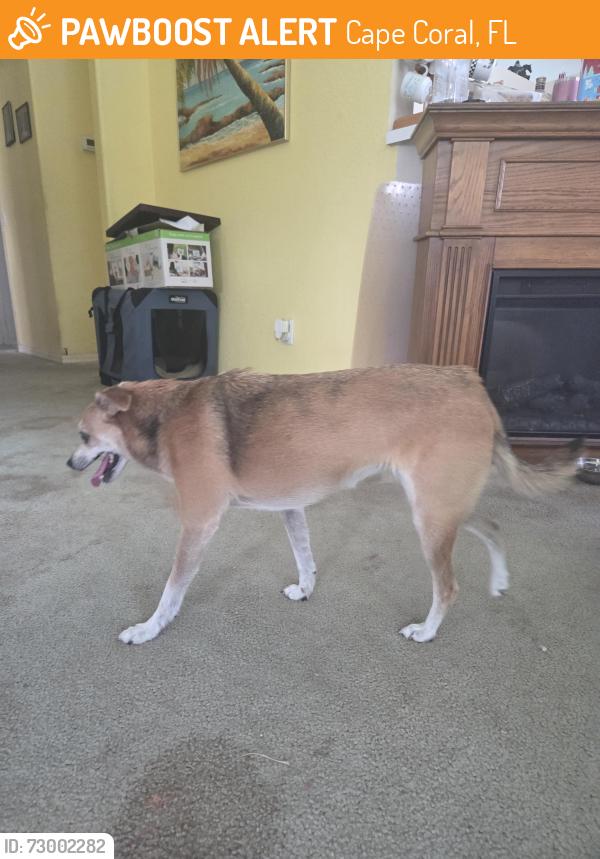 Found/Stray Female Dog last seen NW 14th St and NW 6th Ave, Cape Coral, FL 33993